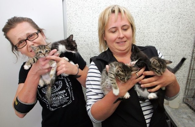 - Mamy obecnie ponad 30 kociąt - mówi Magdalena Pawłowska, kierownik schroniska dla bezdomnych zwierząt w Szczecinie. - Są w różnym wieku i o różnym umaszczeniu: czarno-białe, czarne, bure, białe, trafiają się też rude.