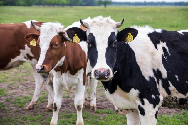 W wyniku rozporządzenia ministerialnego od 2022 roku istotne zmiany obejmują sektor bydła mlecznego.