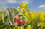 Wiosenna ocena upraw 2023 to prognostyk tegorocznych zbiorów zbóż, warzyw i owoców. Poznaj raport GUS