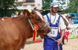 9 tys. litrów mleka daje krowa champion z Podkarpacia