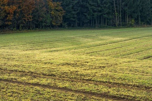 Z przedstawionych przez właściciela wyrysów z ewidencji gruntu wynikało, że na działce są użytki rolne oraz trochę lasu.