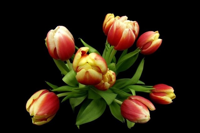 Sokółkę ozdobią tulipany i żonkile