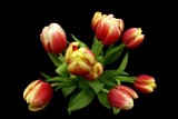 Miasto ozdobią tulipany i żonkile  