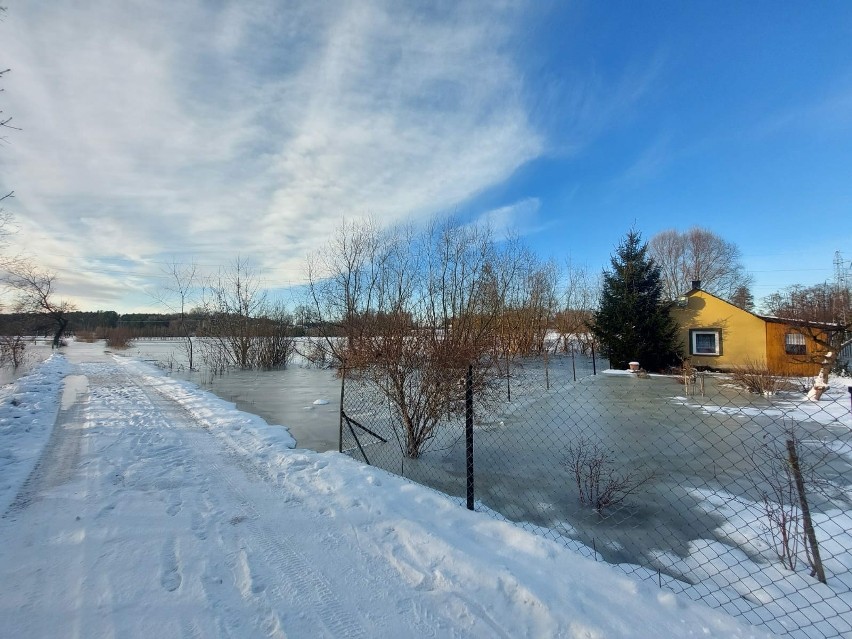 Wysoki stan wody w Bugu. Woda zalała kilka dróg i posesji w gminie Małkinia Górna. 16.01.2024 ogłoszono stan alarmu przeciwpowodziowego