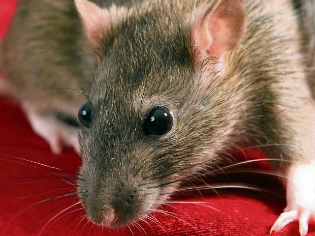 Szczury przenoszą różnego rodzaju choroby. Tych gryzoni jest coraz więcej w Barcinie, także w Piechcinie