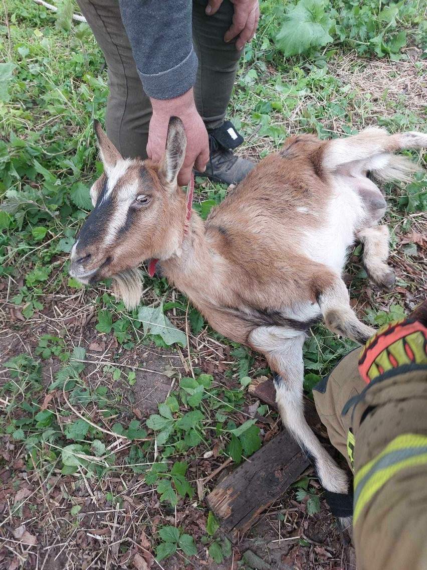 W miejscowości Sobów koza wpadła do studni o głębokości około 50 metrów. Z pomocą ruszyli strażacy