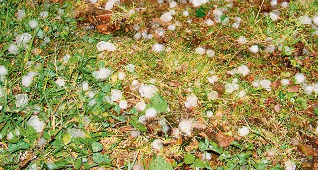 Grad, który spadł wczoraj w Zręczycach, miał średnicę około 1,5 cm