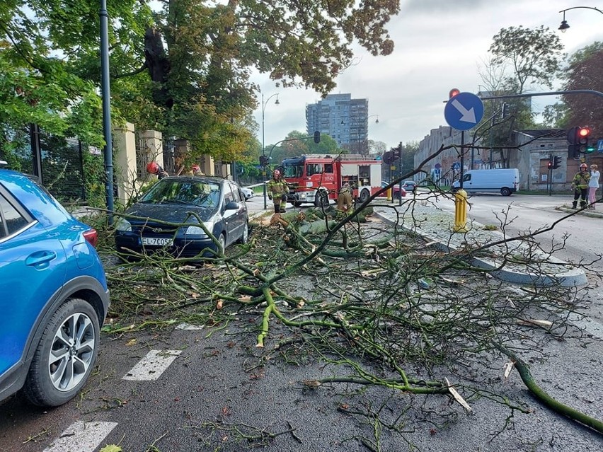 Drzewo runęło na samochód w centrum Łodzi. Konar usunęli strażacy ZDJĘCIA