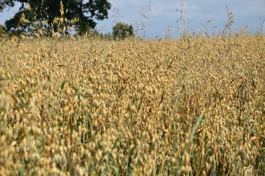 W powiecie sławieńskim ruszyły żniwa. Jakie będą? Co mówią rolnicy?