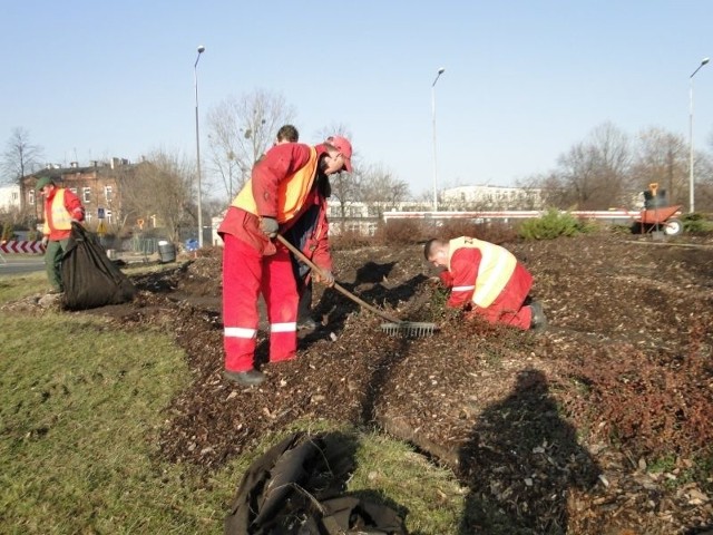 W piątek pracownicy Zakładu Usług Komunalnych wykopywali rośliny z ronda Kisielewskiego.