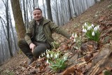 Na krokusy w Tatry, na przebiśniegi w Beskid Niski! Zwiastuny wiosny właśnie rozkwitły na Chełmie w powiecie gorlickim. Są ich całe łany