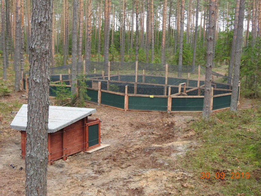 Nowe głuszce zamieszkały w lasach janowskich i okolicach Biłgoraja