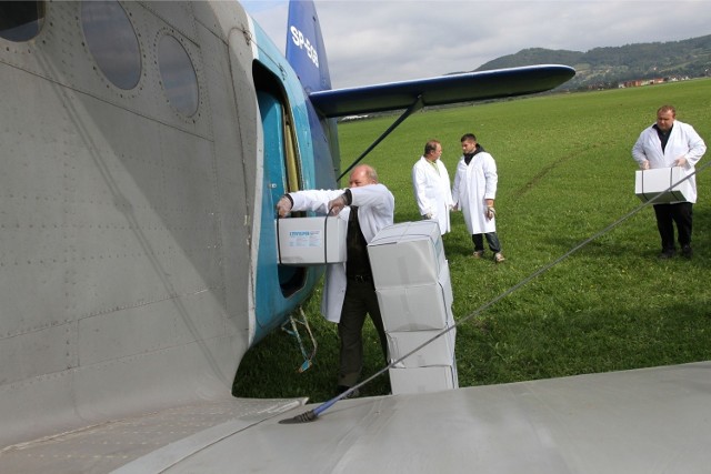 Szczepionki dla lisów rozrzucane są z samolotów