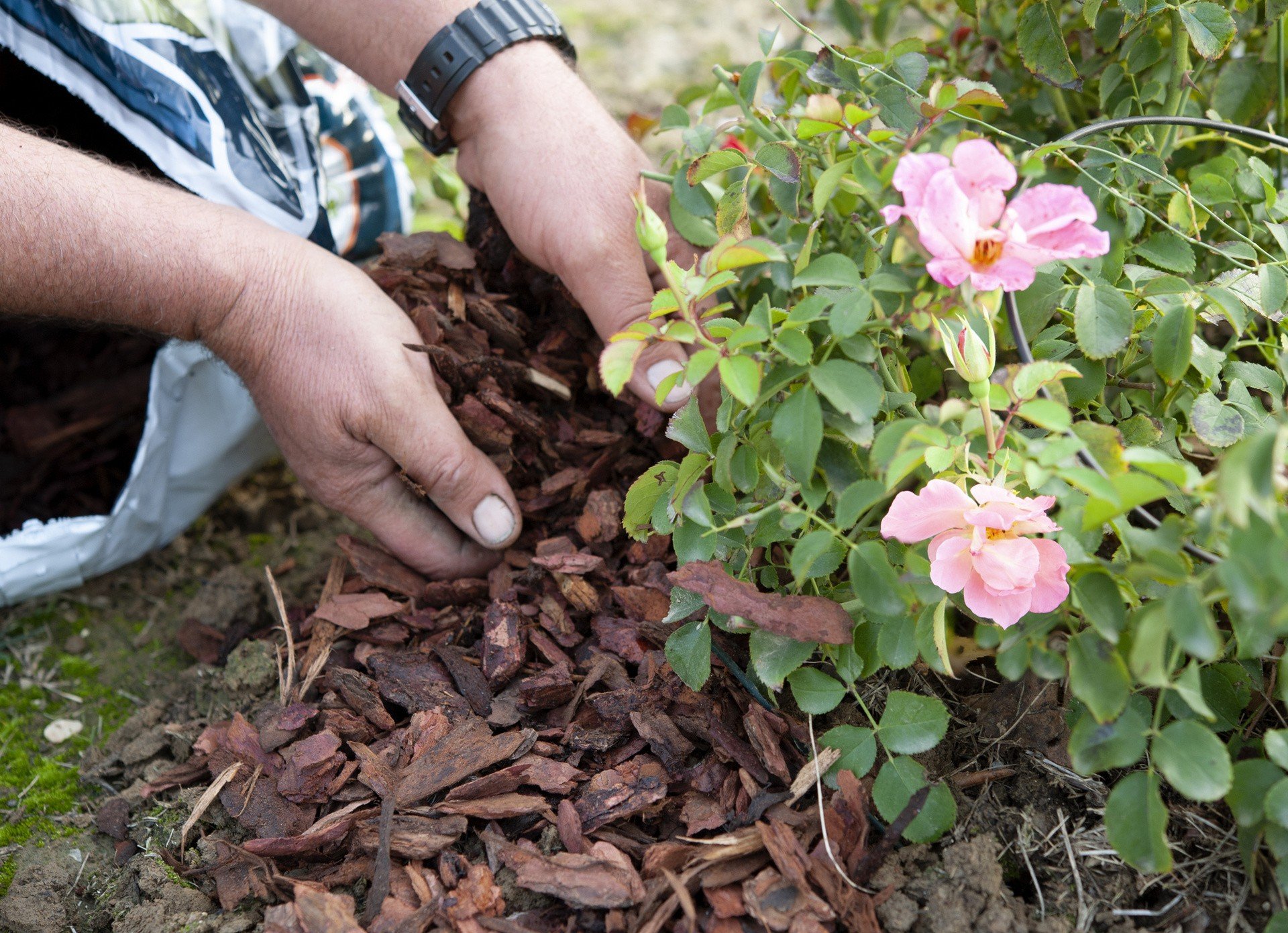 Sadzenie róż bez tajemnic. Kiedy i w jakim miejscu sadzić róże? Sadzenie róż  wiosną i jesienią – podlewanie, pielęgnacja i okrywanie | RegioDom