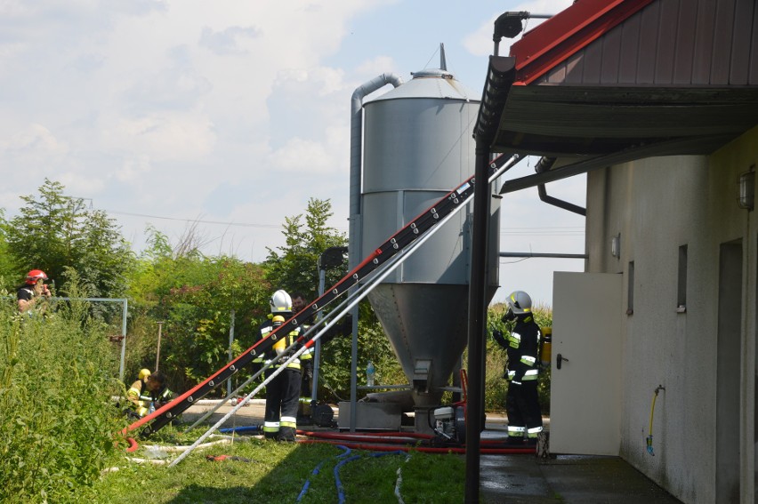 Stogniowice. Strażacy walczyli z pożarem chlewni