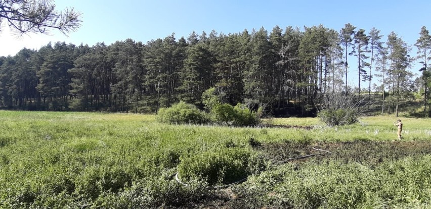 Pożar lasu na Kaszubach. Straż pożarna walczyła z ogniu w Gołuniu w gm. Kościerzyna. Do akcji skierowano 20 zastępów!