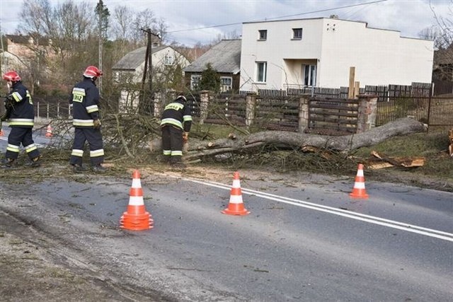 Strażacy usunęli drzewo blokujące trasę nr42 we wsi Brzask. Na drodze Skarżysko &#8211; Końskie powstał potężny korek.