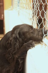 Kieleckie schronisko dla bezdomnych zwierząt pęka w szwach. Pieski czekają na nowych właścicieli  (zdjęcia)
