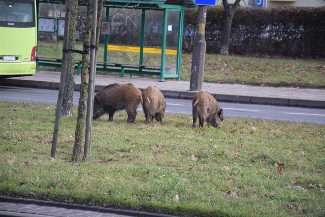 W ostatnich miesiącach nie było dnia, żeby dziki nie pojawiły się na gorzowskich osiedlach, placach zabaw czy przy szpitalu.