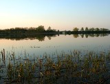 Jezioro Wolickie (przyroda.4)
