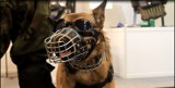 MSPO 2016: Wojsko na czterech łapach – „psia” armia w Polsce liczy 250 psów