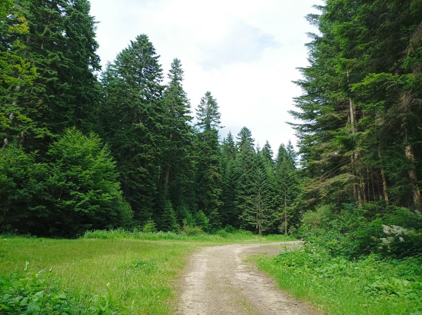 Lasy wokół Krynicy-Zdroju są nie tylko piękne, ale też pełne...