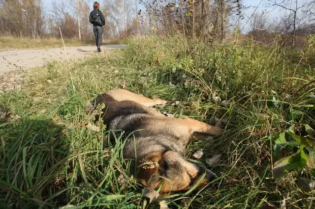 Ten martwy pies zdaniem kielczan leży w kieleckim rezerwacie Wietrznia już od około dwóch tygodni.