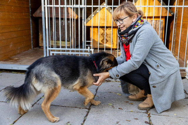 Trwa listopadowa akcja białostockiego schroniska - #adoptujseniora nim będzie za późno. Dlaczego warto zdecydować się na starszego psiaka