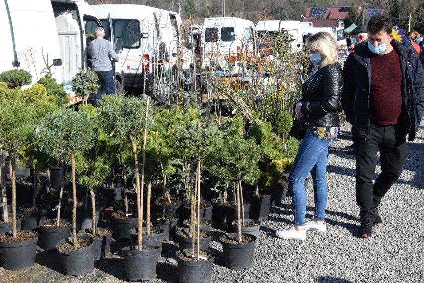 Wiosenne klimaty zapanowały na giełdzie w Miedzianej Górze. W ofercie kwiaty, krzewy i drzewka (ZDJĘCIA)