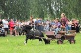 Wiśta wio w Furmanach! Rywalizacja woźniców w powożeniu zaprzęgami i atrakcyjne konne pokazy na VI Zlocie Furmanek. Zobacz zdjęcia 