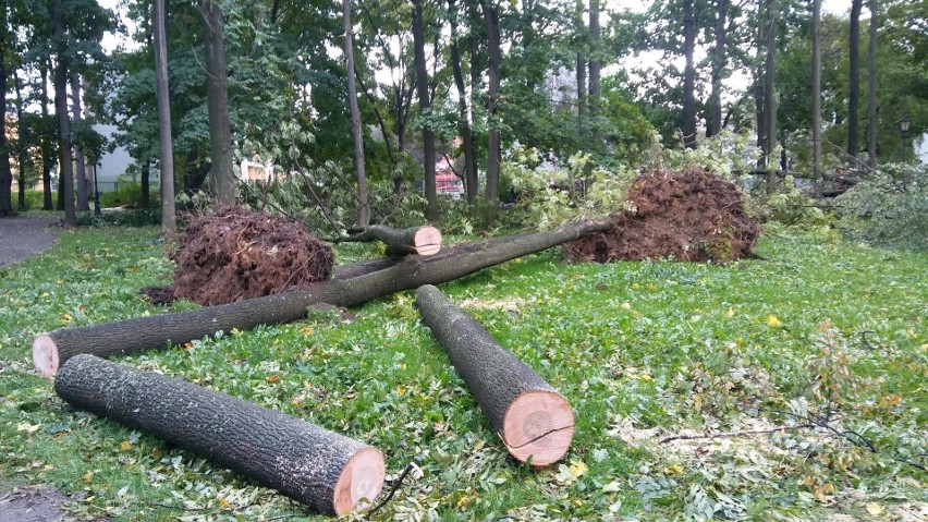 Park żywiecki został zniszczony przez orkan Ksawery nawet w...