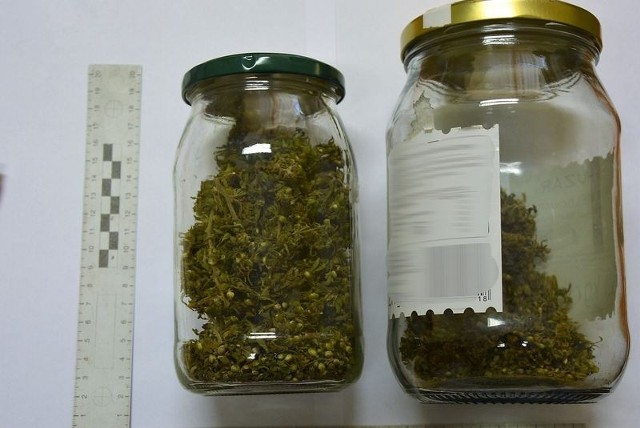 Policjanci z Komendy Miejskiej Policji w Słupsku zatrzymali 42-letniego słupszczanina, który hodował w swoim ogródku krzaki marihuany, w mieszkaniu ukrywał broń gazową, a także słoiki z suszem roślinnym.