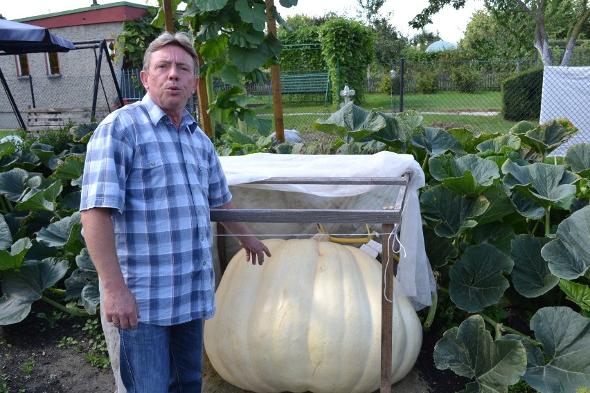 Gigantyczne warzywa w Raciborzu