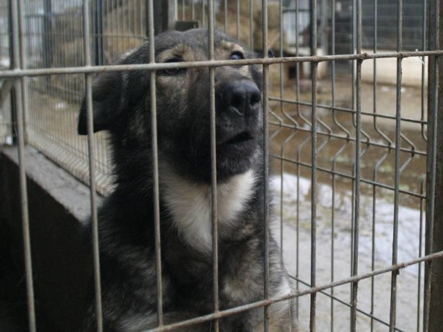 Uczniowie z gimnazjum pomagali zwierzakom w gorzowskim schronisku.