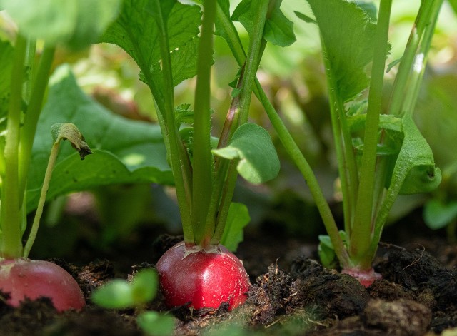 Rzodkiewka jest jedną z najprostszych w uprawie roślin. Jakie towarzystwo lubi najbardziej?