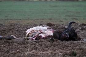 Zabili żubra dla cennego mięsa. Zostawili tylko głowę, kości i wnętrzności (uwaga drastyczne zdjęcie)