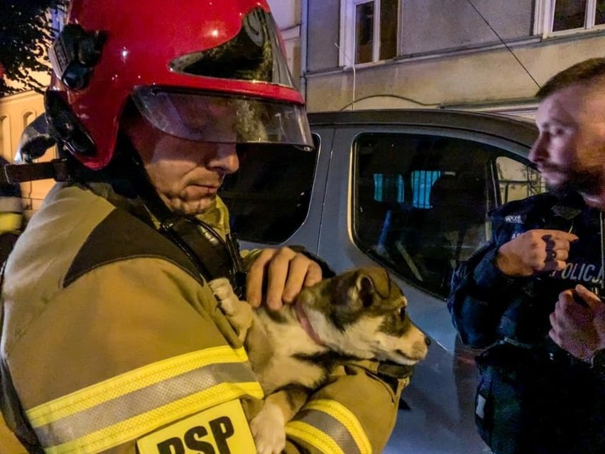 Ełk. Strażacy uratowali szczeniaka, który chodził po parapecie na drugim piętrze (zdjęcia)