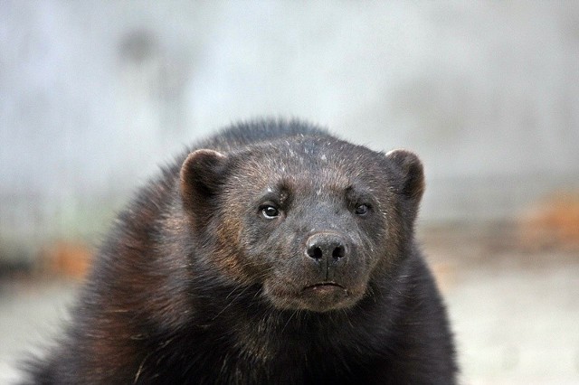 Rosomak w ZOO w Opolu. Ma na imie Zeth. Do Opola przyjechal ze szwedzkiego ogrodu zoologicznego. Rosomak ma 21 miesiecy i trzy wybiegi do dyspozycji. Póki co kryje sie przed prasą i zwiedzającymi. Nie pozwala sie oglądac. To dlatego, ze musi poznac otoczenie.