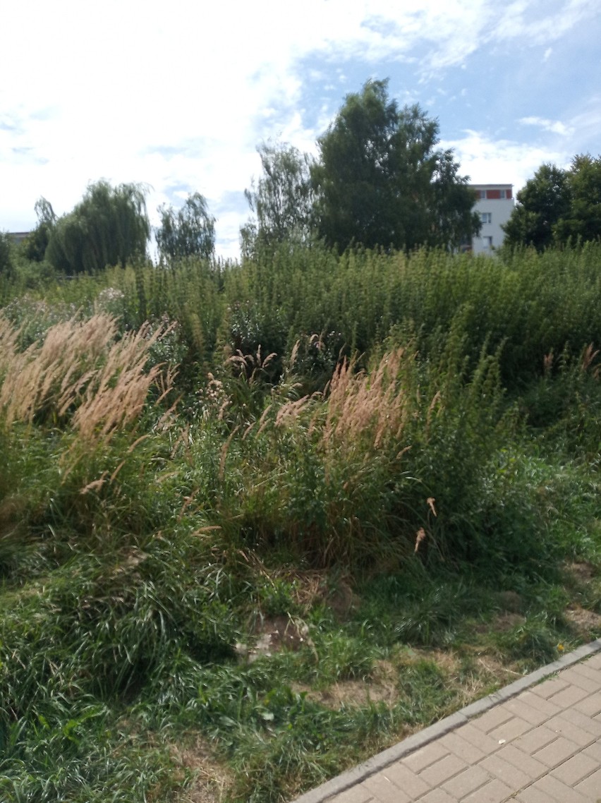 Zarośnięty wąwóz na Czubach w Lublinie odstrasza. Wcześniej miejsce wypoczynku, dziś siedlisko kleszczy