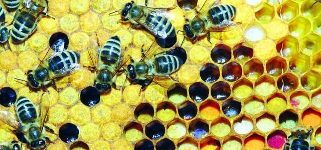 Do każdej z tych dziurek pracowite pszczoły muszą przynieść...