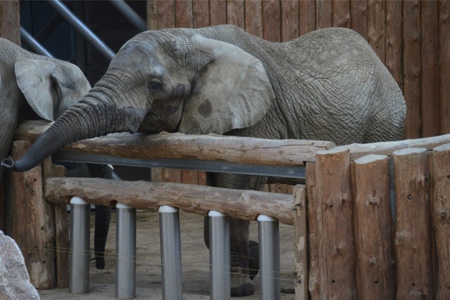 Efekt zakażonego jedzenia odczuł m.in. słoń Ninio