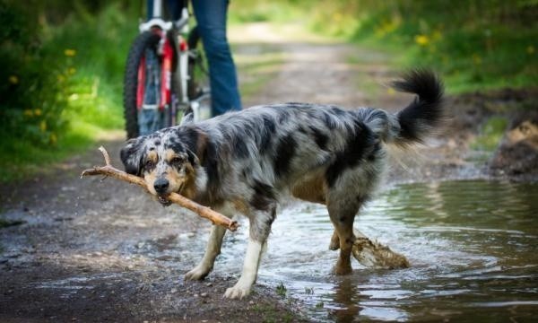 Uwaga właściciele psów. W parkach w Dąbiu ktoś prawdopodobnie podrzuca pasztet, w którym są gwoździe, haczyki na ryby i środki chemiczne.