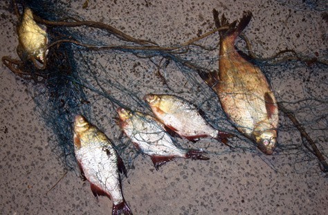Kłusownikowi odebrano pojemniki pełne ryb