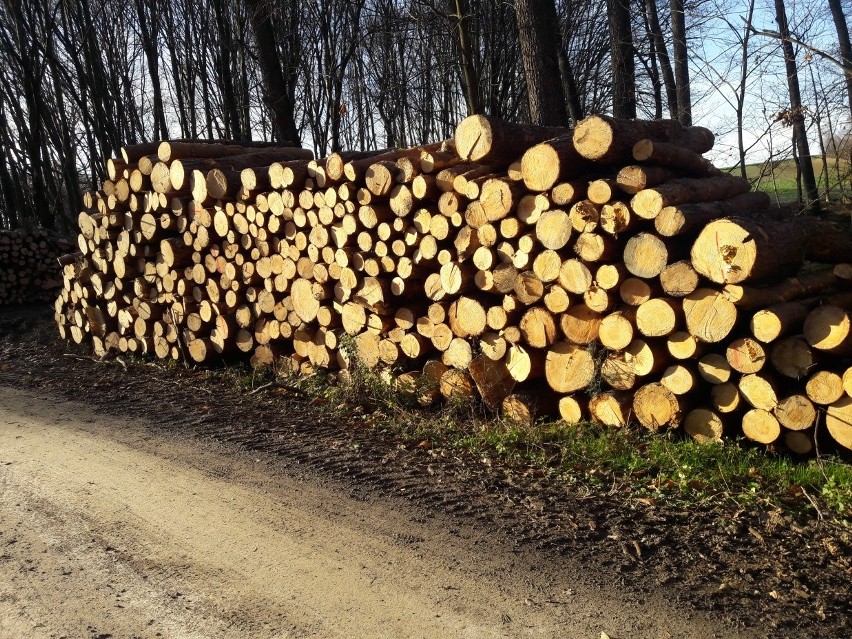 Kleszczów. Drzewa idą pod topór. Ludzie mówią, że to rujnowanie lasu, a nadleśnictwo, że planowa wycinka