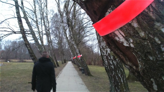 W alejce brzozowej kilka najbardziej pochyłych drzew zostało opasanych odblaskowymi elementami.