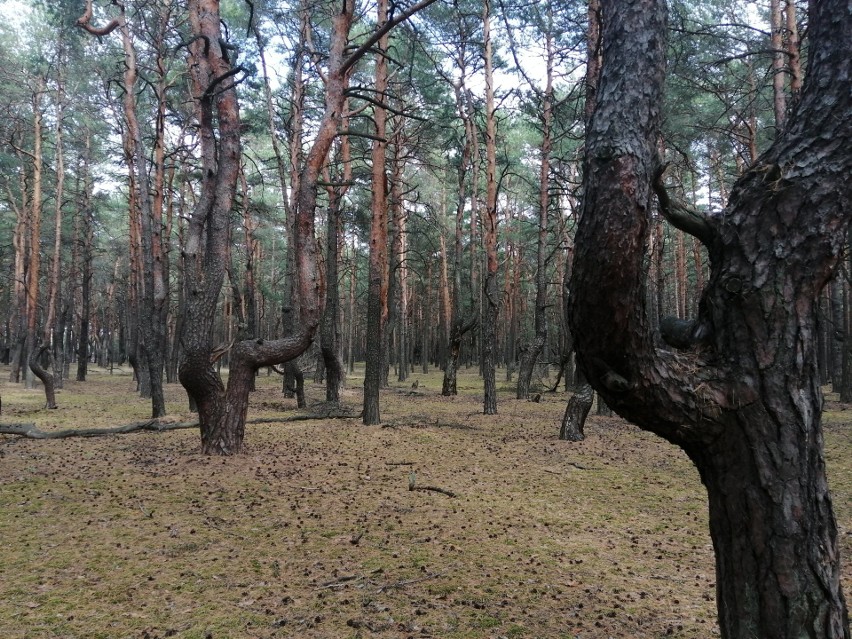 Powyginane drzewa można spotkać w lesie nieopodal Miejskiego...