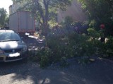 Drzewo zahaczone przez ciężarówkę spadło na samochód na ul. Dekerta w Toruniu. Były utrudnienia w ruchu
