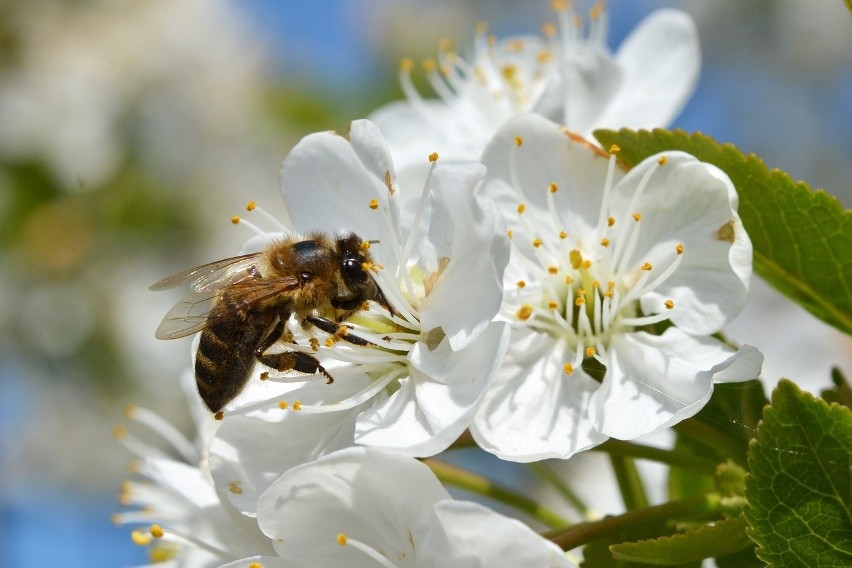 Pszczoły zapylają większość roślin uprawnych na świecie, ich...
