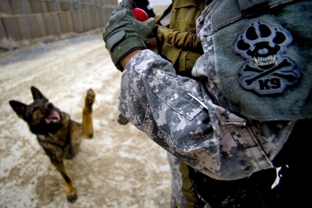 Szkolą specjalne psy do Batalionu Ochrony Bazy w Redzikowie