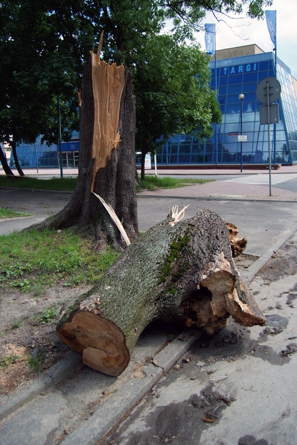 Pień drzewa złamanego przy ul. Stefanowskiego.